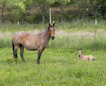 HorseID: 2296710 HAMMED UP WITH DUN - PhotoID: 1087098