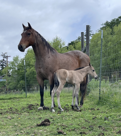 HorseID: 2296710 HAMMED UP WITH DUN - PhotoID: 1087099