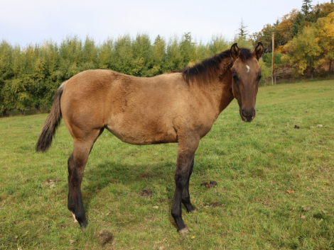 HorseID: 2296710 HAMMED UP WITH DUN - PhotoID: 1087096