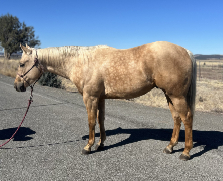 HorseID: 2296742 Oakley’s Perfect Guy - PhotoID: 1078636