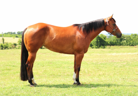 HorseID: 2296893 TELA SHEZ FANCY - PhotoID: 1087539