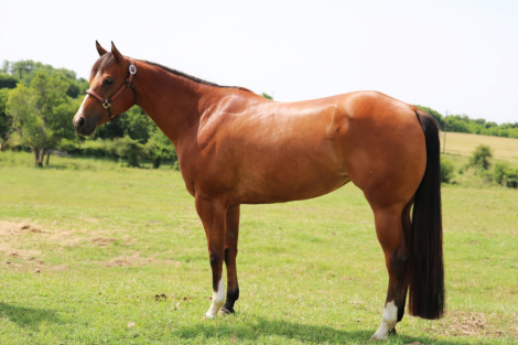 HorseID: 2296893 TELA SHEZ FANCY - PhotoID: 1087540