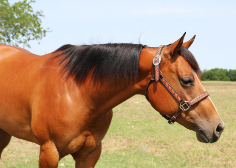 HorseID: 2296893 TELA SHEZ FANCY - PhotoID: 1087541