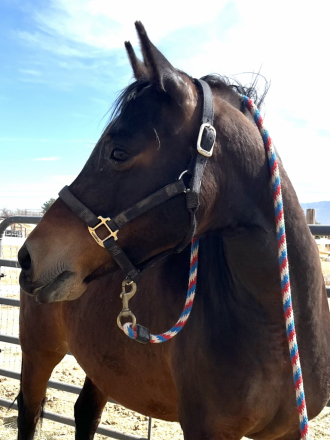 HorseID: 2296970 LA Noble Starr - PhotoID: 1088081