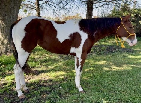 HorseID: 2297065 Invite the Ace - PhotoID: 1077456