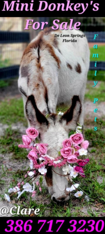 HorseID: 2297532 Mini Donkeys + Mini Pony Family Friendly Lovebugs - PhotoID: 1086599