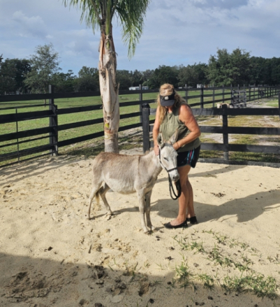 HorseID: 2297532 Mini Donkeys + Mini Pony Family Friendly Lovebugs - PhotoID: 1086600