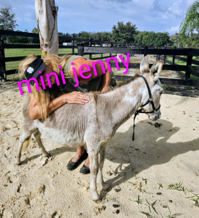 HorseID: 2297532 Mini Donkeys + Mini Pony Family Friendly Lovebugs - PhotoID: 1086601