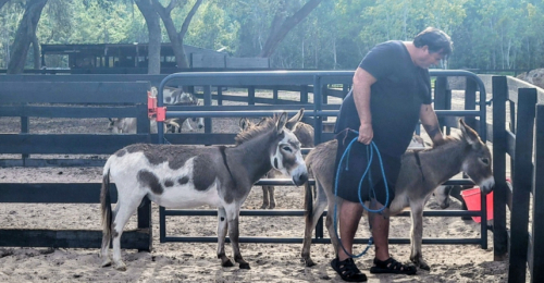 HorseID: 2297532 Mini Donkeys + Mini Pony Family Friendly Lovebugs - PhotoID: 1086602