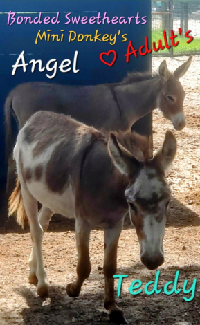 HorseID: 2297532 Mini Donkeys + Mini Pony Family Friendly Lovebugs - PhotoID: 1086603