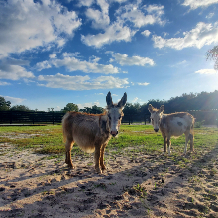 HorseID: 2297532 Mini Donkeys + Mini Pony Family Friendly Lovebugs - PhotoID: 1086604
