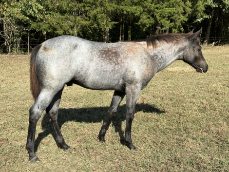 HorseID: 2297678 Ruger - PhotoID: 1086033