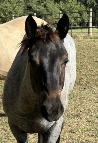 HorseID: 2297678 Ruger - PhotoID: 1086034