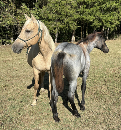HorseID: 2297678 Ruger - PhotoID: 1086035
