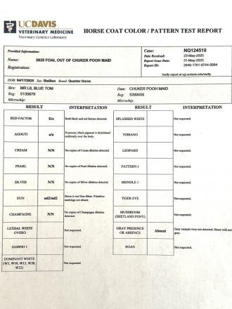 HorseID: 2297678 Ruger - PhotoID: 1086037