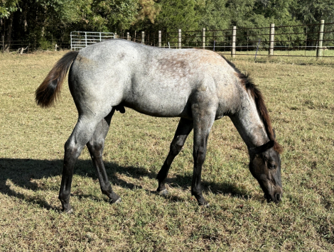 HorseID: 2297678 Ruger - PhotoID: 1086038