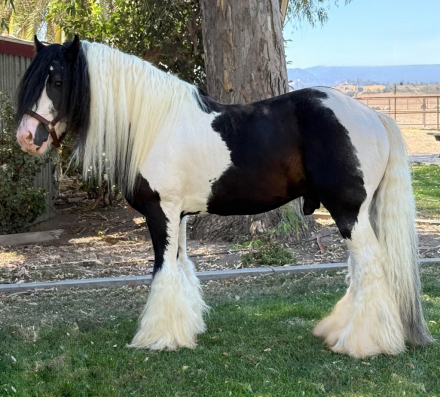 HorseID: 2297948 Seneca - PhotoID: 1087583