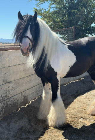 HorseID: 2297948 Seneca - PhotoID: 1087585