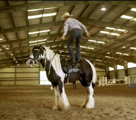 HorseID: 2297948 Seneca - PhotoID: 1087586