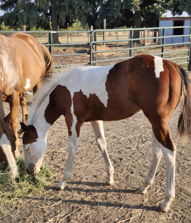 HorseID: 2298089 Jacks Tru Shining - PhotoID: 1078747