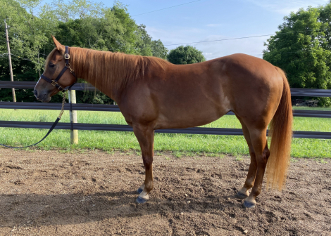 HorseID: 2298154 Ali Loper - PhotoID: 1079087