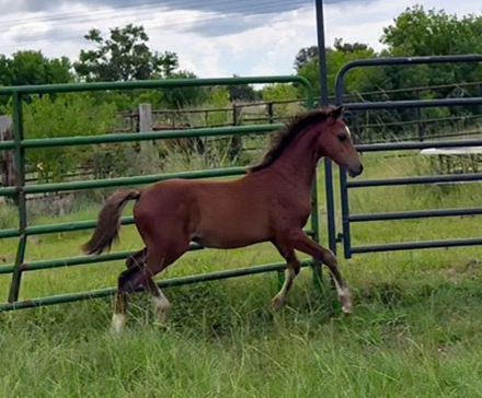 HorseID: 2298223 Elysium The Force Awakens - PhotoID: 1087394