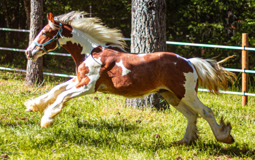 HorseID: 2298442 FNL Drambuie - PhotoID: 1086432