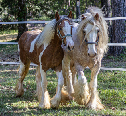 HorseID: 2298442 FNL Drambuie - PhotoID: 1086433