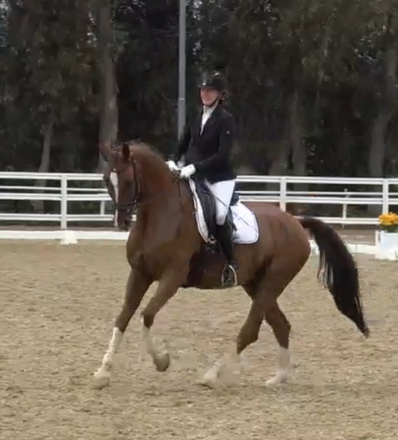 HorseID: 2298460 Kaspar - PhotoID: 1086993