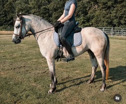 HorseID: 2298558 Big Bears Hosanna - PhotoID: 1079381