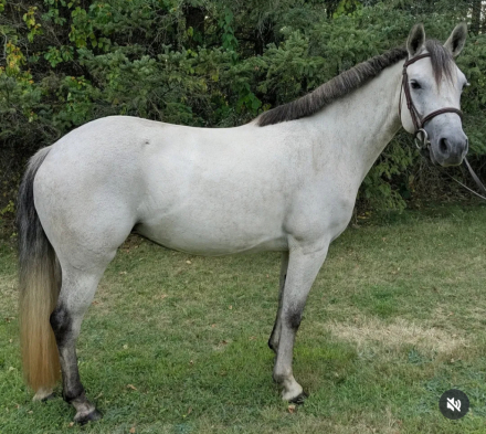 HorseID: 2298558 Big Bears Hosanna - PhotoID: 1079383