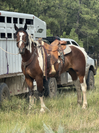 HorseID: 2298569 Wreck It Ralph - PhotoID: 1079422