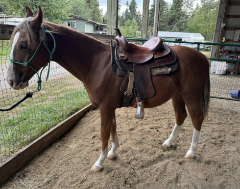 HorseID: 2298576 Rhett - PhotoID: 1086969