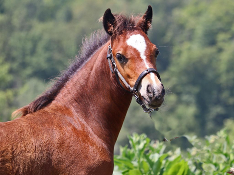 HorseID: 2298685 OYY Chocolate Master - PhotoID: 1079541