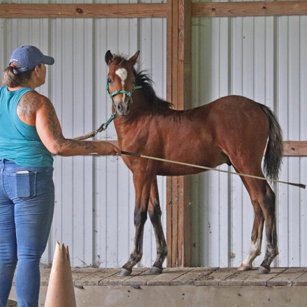 HorseID: 2298685 OYY Chocolate Master - PhotoID: 1079542