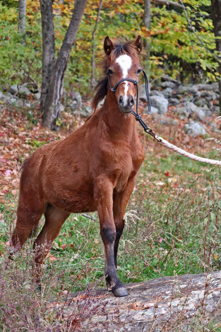 HorseID: 2298685 OYY Chocolate Master - PhotoID: 1079543