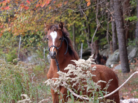 HorseID: 2298685 OYY Chocolate Master - PhotoID: 1079544