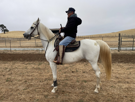 HorseID: 2298723 Maybelline DDA - PhotoID: 1079585