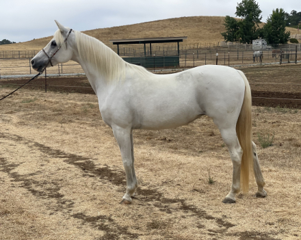 HorseID: 2298723 Maybelline DDA - PhotoID: 1079586