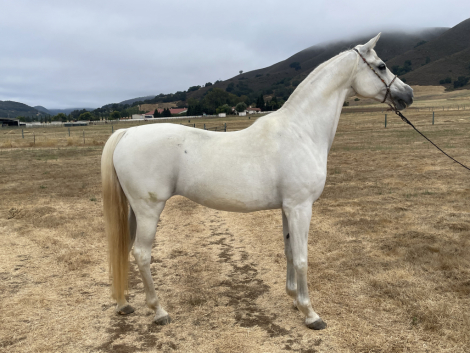 HorseID: 2298723 Maybelline DDA - PhotoID: 1079587