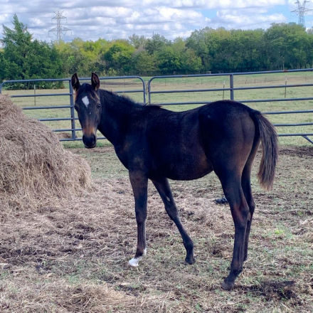 HorseID: 2298816 Moonbeam's Shooting Star - PhotoID: 1087834