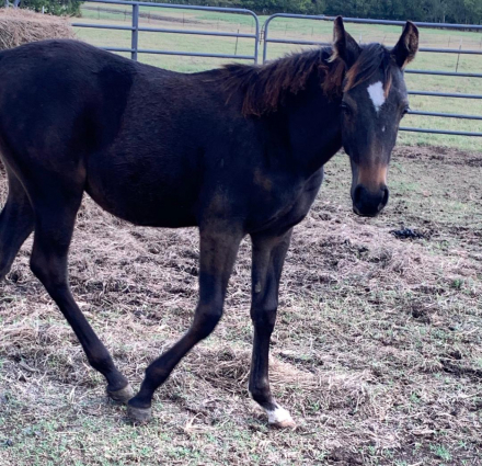 HorseID: 2298816 Moonbeam's Shooting Star - PhotoID: 1087835