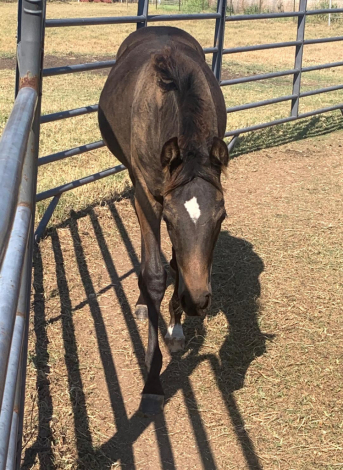 HorseID: 2298816 Moonbeam's Shooting Star - PhotoID: 1087836