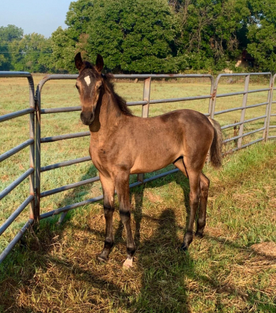 HorseID: 2298816 Moonbeam's Shooting Star - PhotoID: 1087837