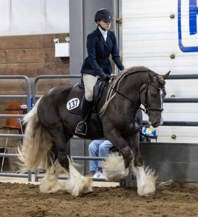 HorseID: 2298973 Birchlane Nightspark - PhotoID: 1085935