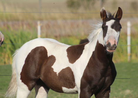 HorseID: 2299041 GUNNABASMOKNGUNLEGACY - PhotoID: 1080036