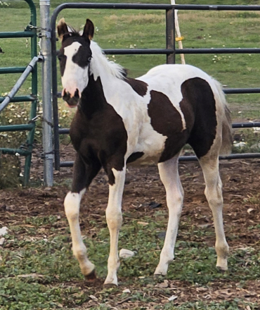 HorseID: 2299041 GUNNABASMOKNGUNLEGACY - PhotoID: 1080037