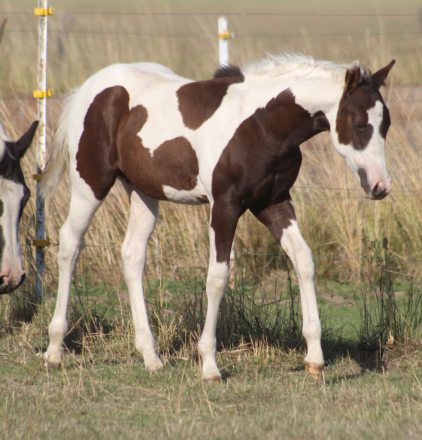 HorseID: 2299041 GUNNABASMOKNGUNLEGACY - PhotoID: 1080038