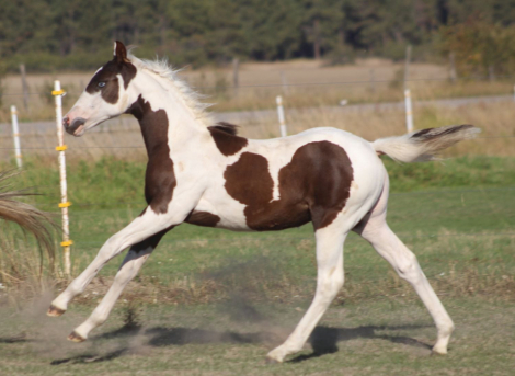 HorseID: 2299041 GUNNABASMOKNGUNLEGACY - PhotoID: 1080039