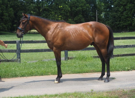 HorseID: 2299056 Fierce Competition - PhotoID: 1087358